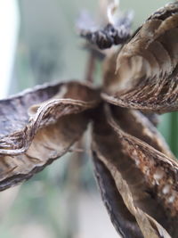 Close-up of dry plant