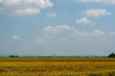 Scenic view of paddy field against sky.