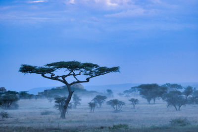 View of acacia tree on field against foggy morning sky