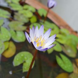 Close-up of lotus water lily in pond