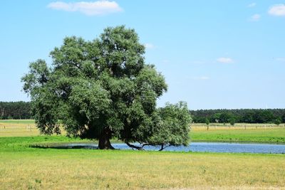 Trees on field against sky