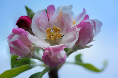 Close-up of pink flowers