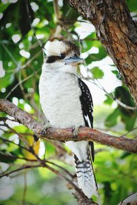 Low angle view of birds perching on branch