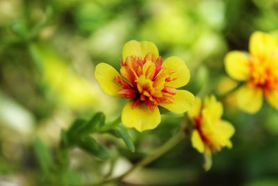 Close-up of yellow flowering plant