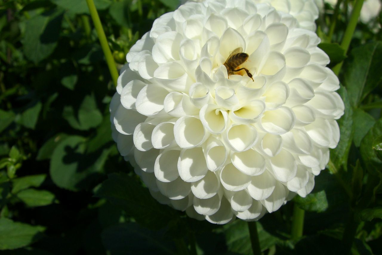 CLOSE-UP OF BEE POLLINATING ON WHITE FLOWERING PLANT