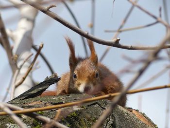 Close-up of squirrel on branch