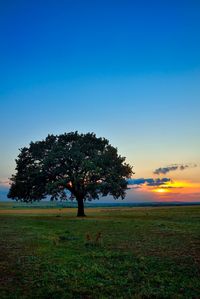 Scenic view of grassy field against sky