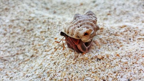 Close-up of crab on sand