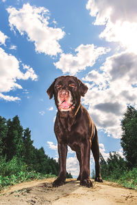 Portrait of dog looking at camera