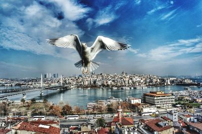 Full length of a seagull against cityscape