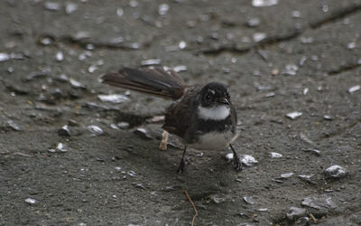 High angle view of bird perching on wet shore