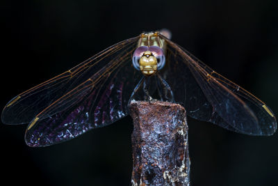 Close-up of dragonfly over black background