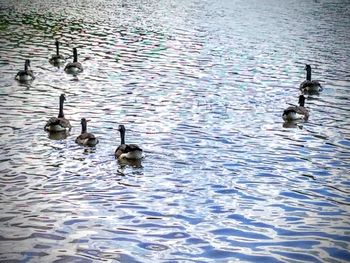 Birds in calm water