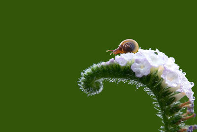 Close-up of insect on flower