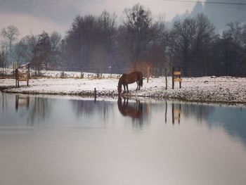 Horses on snow covered field against sky