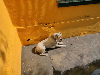 Portrait of dog relaxing on wall