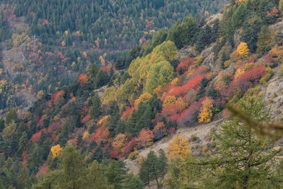 High angle view of trees in forest during autumn