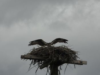 Low angle view of bird perching on tree against sky