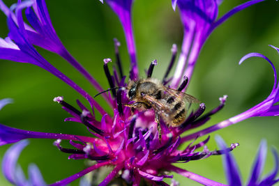 Close-up of bee pollinating on purple flower