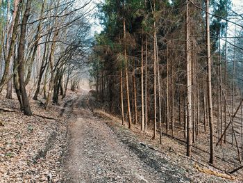 Panoramic shot of trees growing in forest