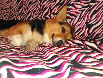 High angle view of dog sleeping on bed