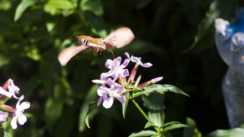 Close-up of butterfly pollinating on purple flower