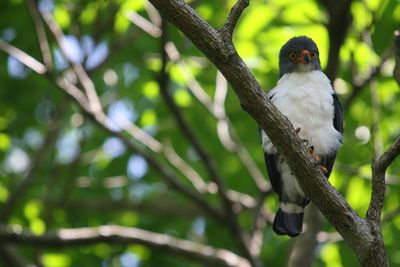 Bird perching on tree