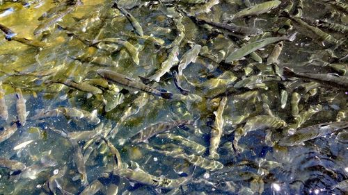 Close-up of fish underwater