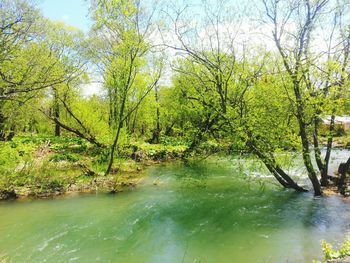 Scenic view of river with trees in background