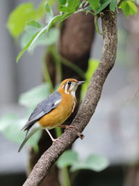 Close-up of bird perching on branch