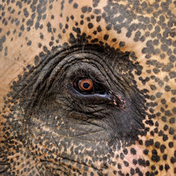 Eye of elephant.