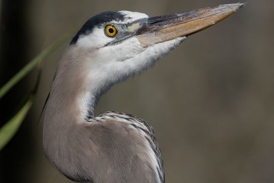 Great blue heron close-up head profile view