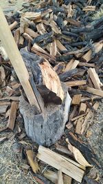 High angle view of logs in forest