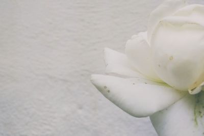 Close-up of white flower