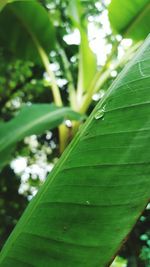 Close-up of green leaves