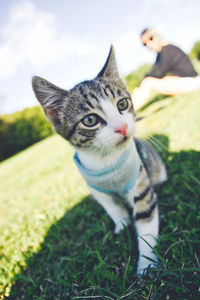 Close-up portrait of a cat on field