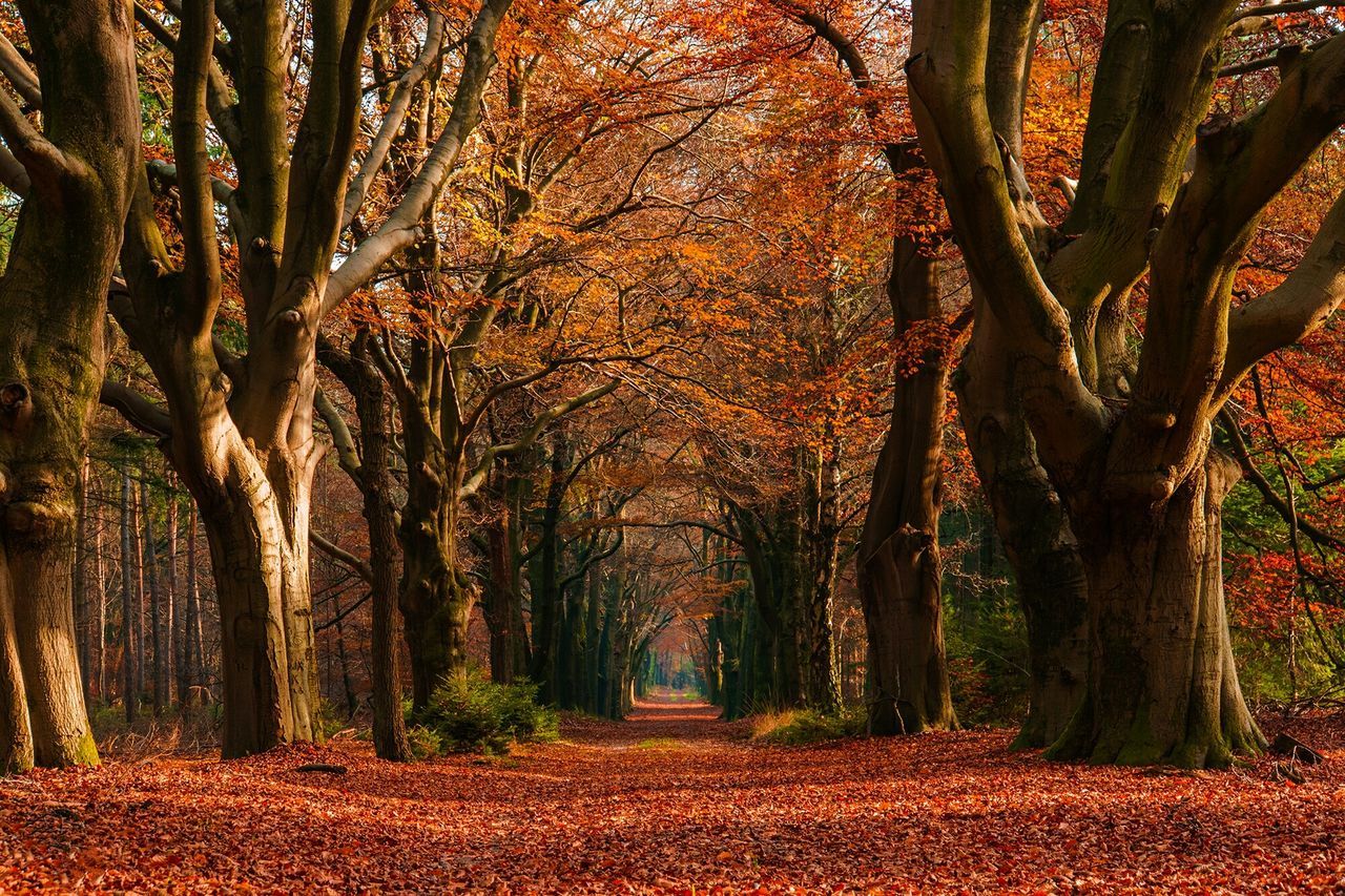 tree, autumn, change, season, tranquility, tree trunk, beauty in nature, nature, growth, tranquil scene, branch, scenics, forest, leaf, orange color, landscape, woodland, non-urban scene, day, idyllic