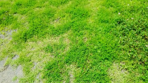 High angle view of grass on field