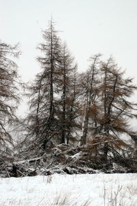 Trees on snow covered landscape against clear sky