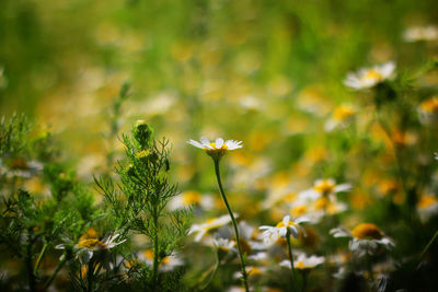 Close-up of flowers blooming on field