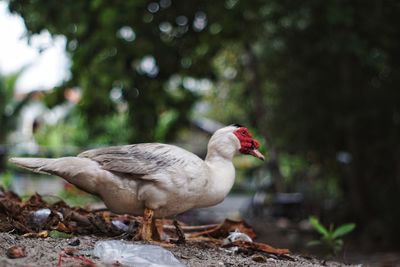 Side view of a bird on land