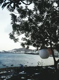 Tree by sea against sky