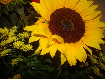 Close-up of sunflower