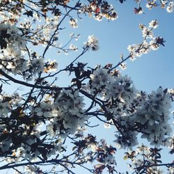 Low angle view of apple blossoms in spring