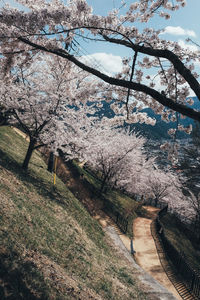 View of cherry blossom from tree