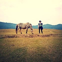 Full length of animals grazing on field