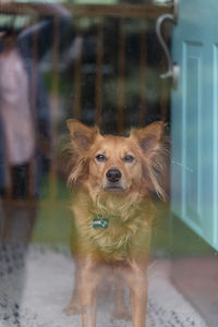 Portrait of golden retriever