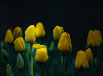 Close-up of yellow tulips against black background