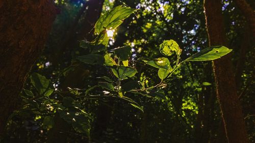 Low angle view of fresh green plants