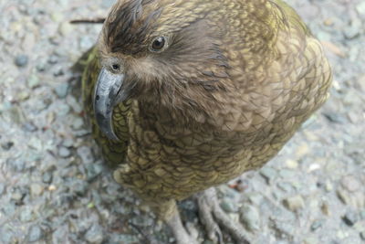 High angle view of duck